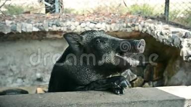一只<strong>黑猪</strong>在农村一个农场的猪圈里吃食物